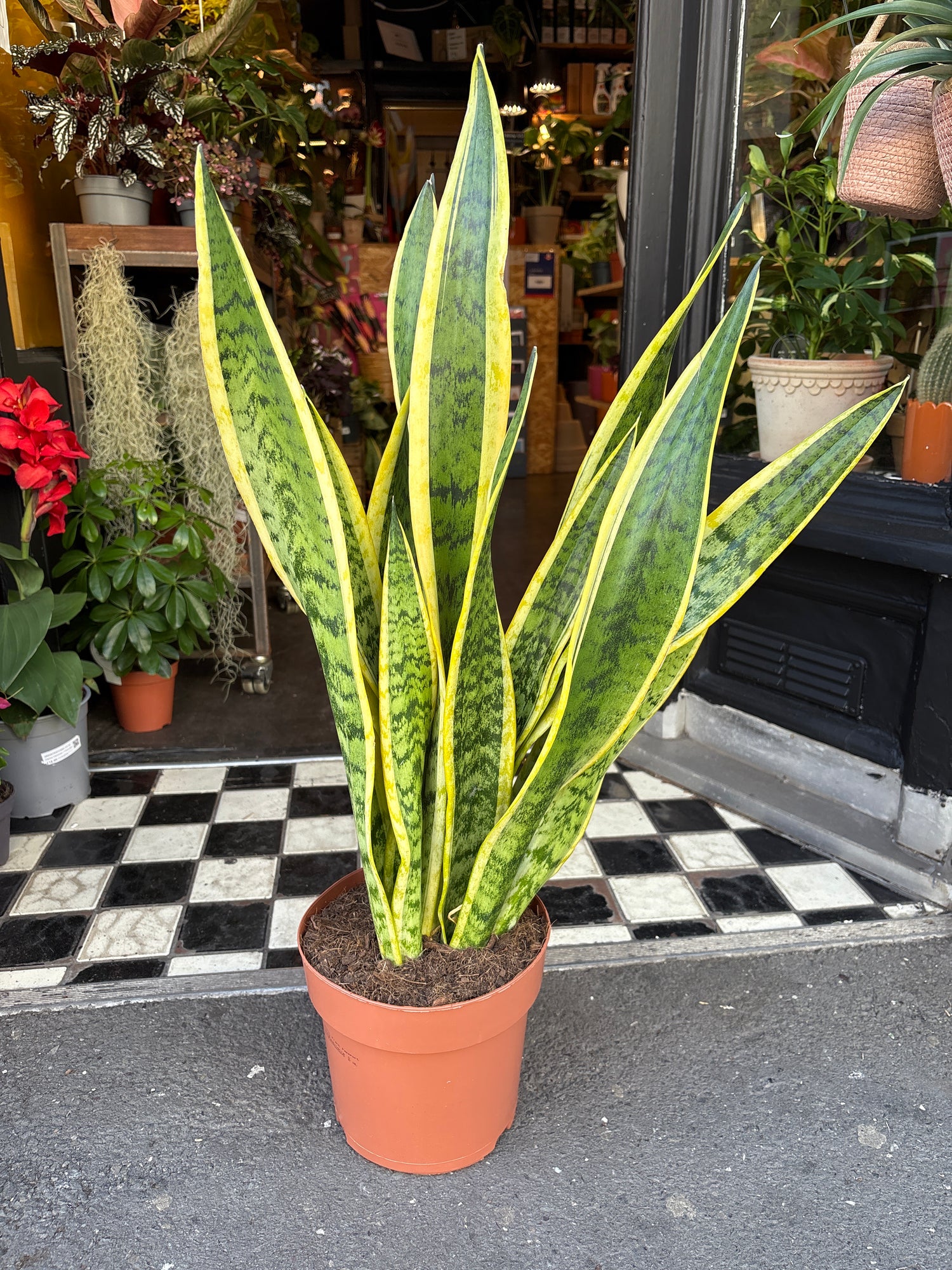 A snake plant also know as a Sansevieria or mothers in laws tongue in front of Urban Tropicana&