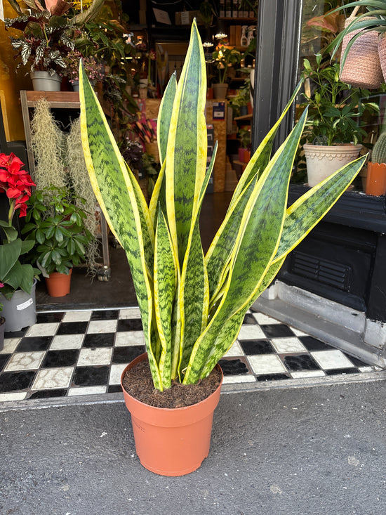 A snake plant also know as a Sansevieria or mothers in laws tongue in front of Urban Tropicana&