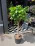 A Ficus Microcarpae Moclame plant also know as a Pot Belly Fig in front of Urban Tropicana&