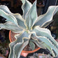 A Agave plant also known as a Century Plant in front of Urban Tropicana&