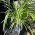 A Chlorophytum Comosum also known as a Spider plant in front of Urban Tropicana&