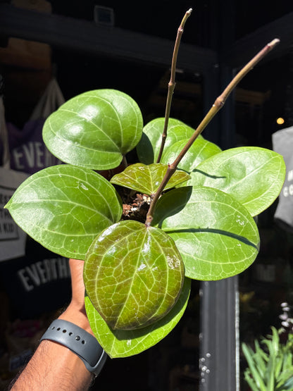 Hoya Sarawak Cream | 12cm pot