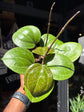 Hoya Sarawak Cream | 12cm pot