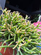 Rhipsalis cereuscula | 12cm pot
