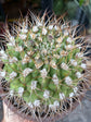Gymnocalycium | 15cm pot