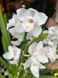 Cymbidium White | 14cm pot