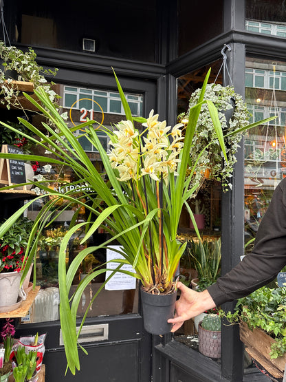Cymbidium White | 14cm pot