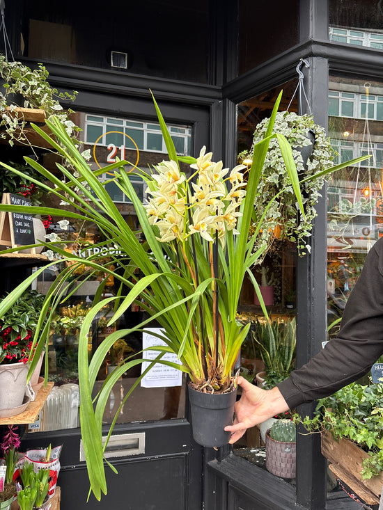 Cymbidium White | 14cm pot