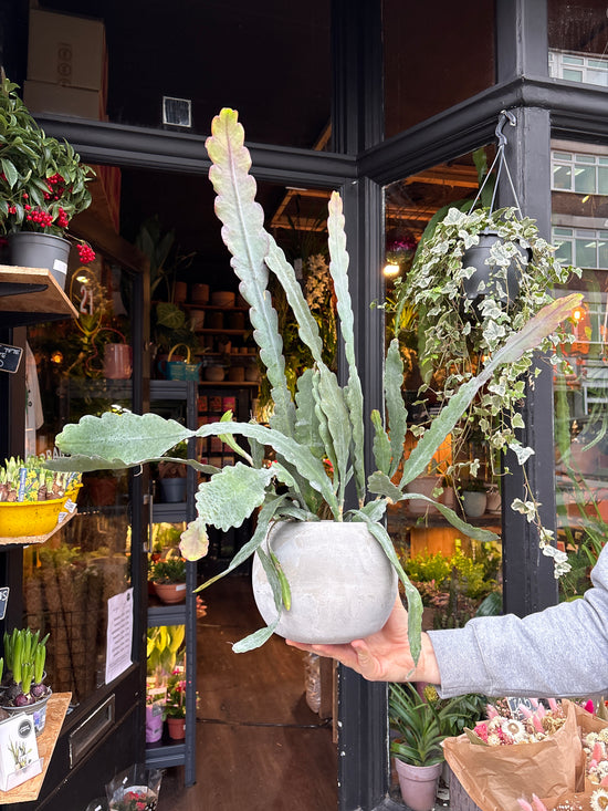 Epiphyllum ‘Sarah Courant’ | 12cm pot