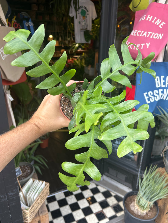 Epiphyllum Chrysocardium | 12cm pot