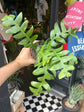 Epiphyllum Chrysocardium | 12cm pot