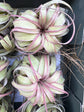 Tillandsia ‘Eric Knoblock’