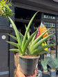 Sansevieria Helios | 14cm pot