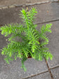 Araucaria Heterophylla | Norfolk Island Pine | 10cm pot