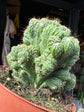Cereus peruvianus Monstrosus | 13cm pot