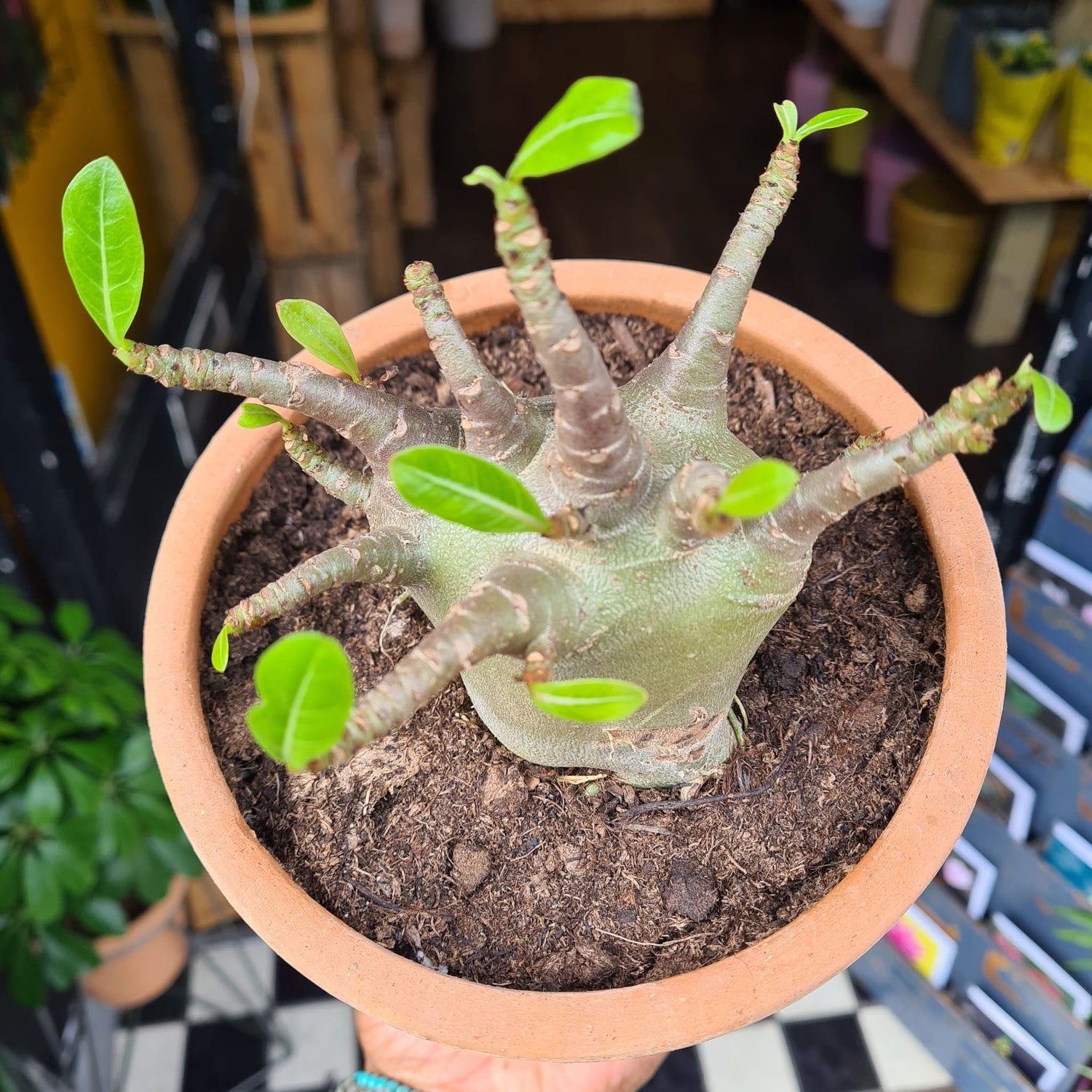 A Adenium Baobab plant also known as a Desert Rose in front of Urban Tropicana&