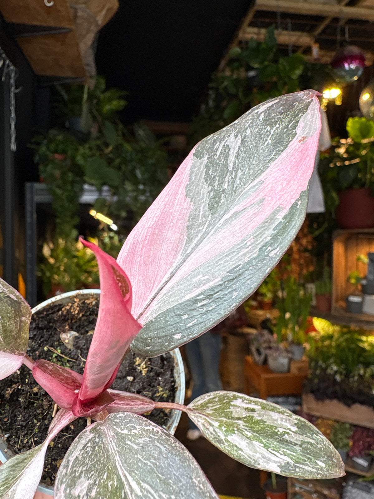 Philodendron Pink Princess Marble | 6cm pot