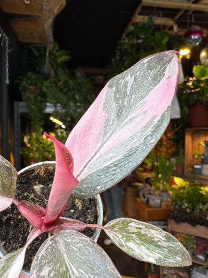 Philodendron Pink Princess Marble | 6cm pot