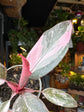 Philodendron Pink Princess Marble | 6cm pot
