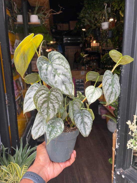 A Philodendron Brandtianum plant also known as a Silver Leaf Philodendron in front of Urban Tropicana&