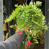 A Lipstick plant also know as a Aeschynanthus in front of Urban Tropicana&