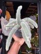 Hildewintera Colademononi | Monkey Tail Cactus | 14cm pot