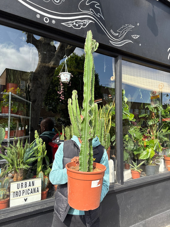 Euphorbia Erytrea | 27cm pot