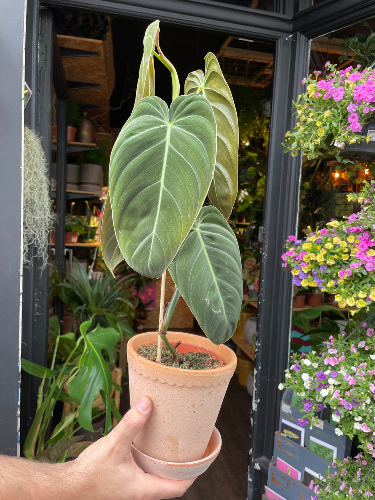 Philodendron Melanochrysum in front of Urban Tropicana’s store in Chiswick, London