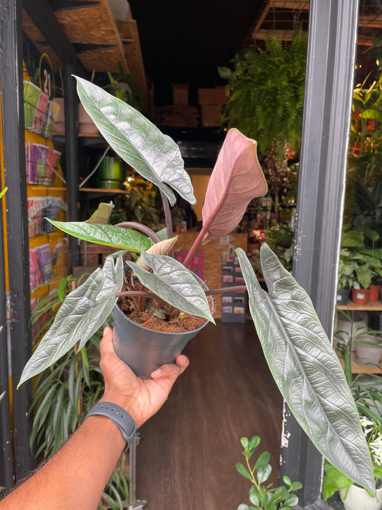 A Alocasia Scalprum plant also known as a Samar Lance  in front of Urban Tropicana&