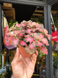 Fittonia ‘Red Tiger’ | 8.5cm pot