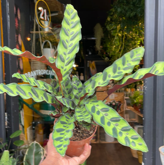 A plant with sword-shaped leaves with red backs and light and dark green patterned fronts. It is known as a Calathea Lancifolia in front of Urban Tropicana&