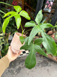 Philodendron Florida Green