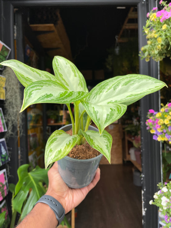 An Aglaonema Silver Bay plant also know as a Chinese Evergreen plant in front of Urban Tropicana&