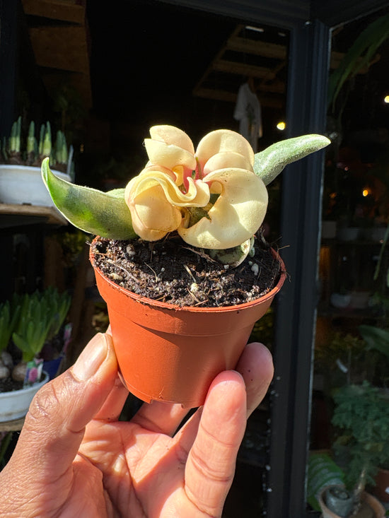 Hoya Compacta Variegata | 6cm pot