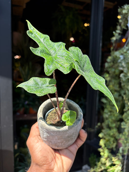 An Alocasia Jacklyn plant also known as an Elephant Ear plant in front of Urban Tropicana&