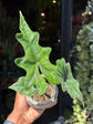 An Alocasia Jacklyn plant also known as an Elephant Ear plant in front of Urban Tropicana&