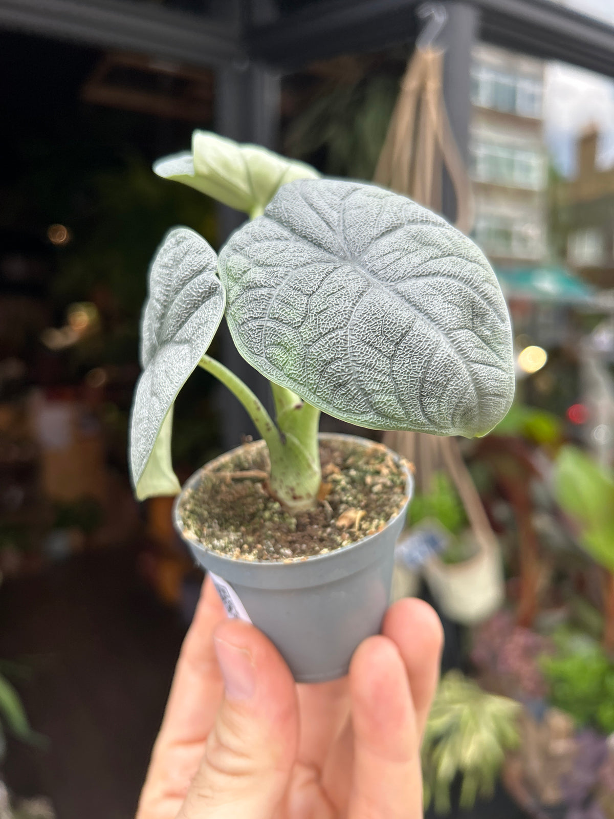 An Alocasia Melo plant in front of Urban Tropicana’s Plant Shop in Chiswick London