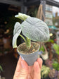 Alocasia Melo | 6cm pot