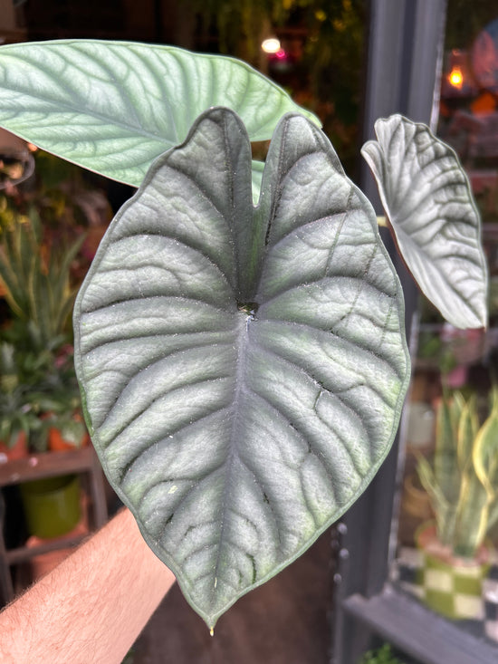 Close up of Alocasia nebula in front of Urban Tropicana’s Plant Shop in Chiswick London