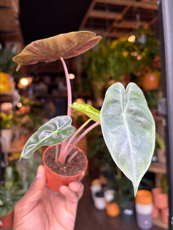 Alocasia ‘Pink Dragon’ in front of Urban Tropicana’s Plant Shop in Chiswick London