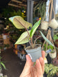 Alocasia Scalprum | 6cm pot