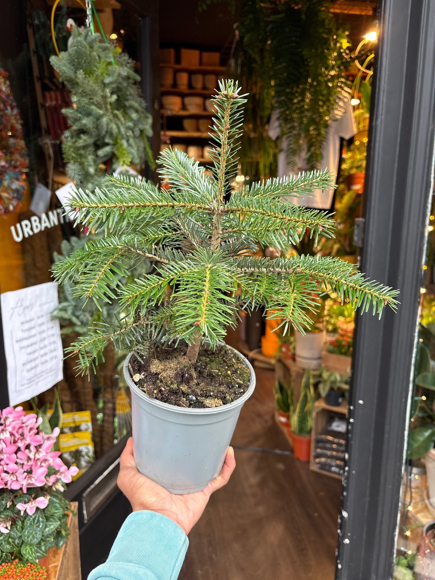 Person holding a potted Christmas tree outside urban tropicana, chiswick
