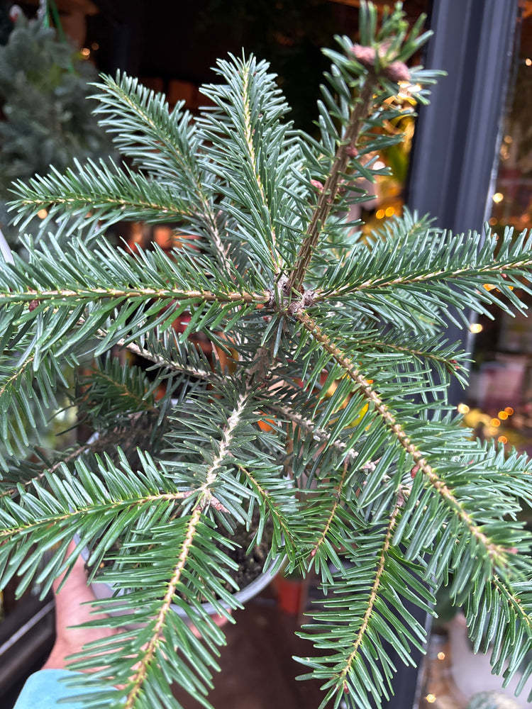 Person holding a potted Christmas tree outside urban tropicana, chiswick