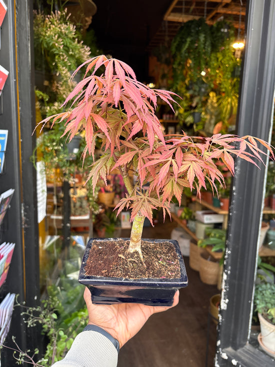 An Acer Bonsai with red leaves in front of Urban Tropicana’s Plant Shop in Chiswick London