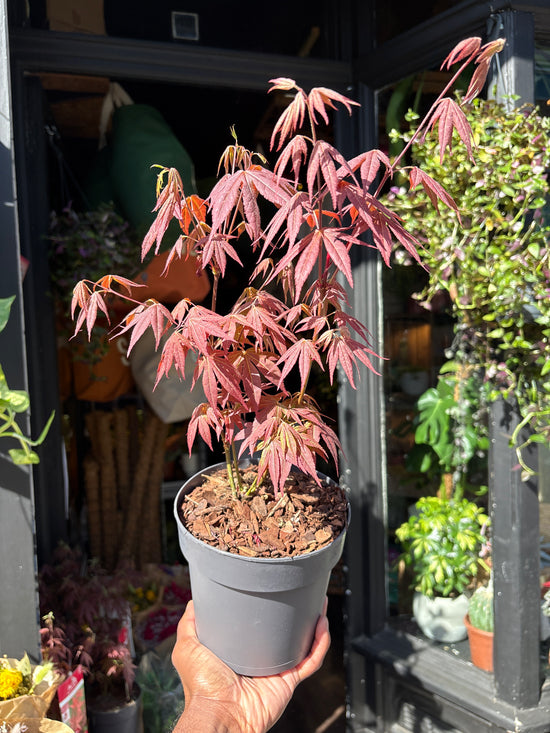 Acer palmatum ‘Atropurpureum’ Japanese maple outside Urban Tropicana plant shop in Chiswick, London