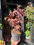 Acer palmatum ‘Atropurpureum’ Japanese maple outside Urban Tropicana plant shop in Chiswick, London