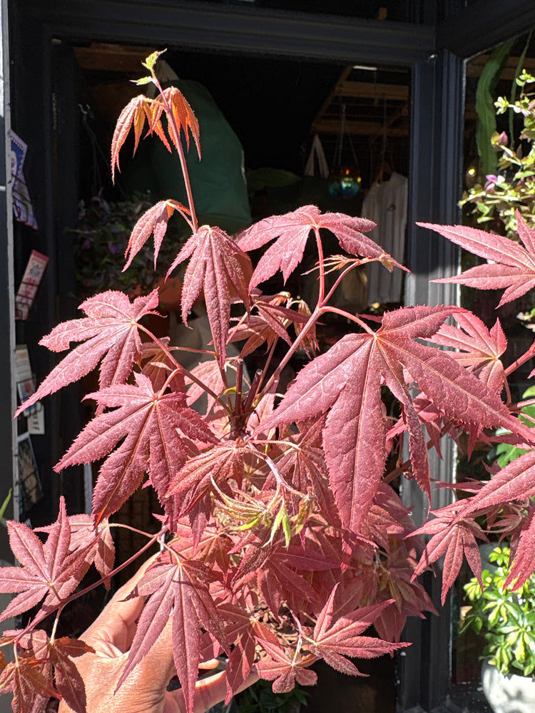 Acer palmatum ‘Atropurpureum’ Japanese maple outside Urban Tropicana plant shop in Chiswick, London