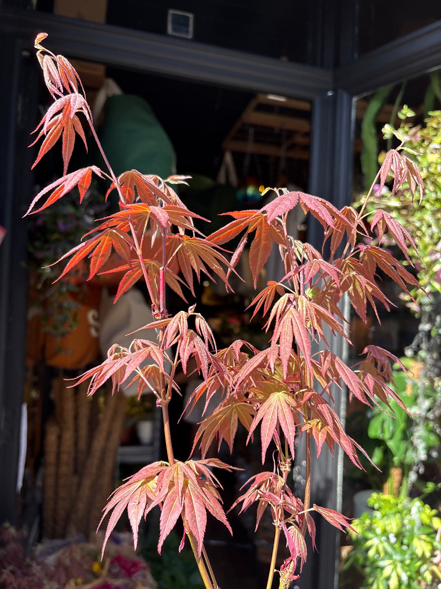 Acer palmatum ‘Atropurpureum’ Japanese maple outside Urban Tropicana plant shop in Chiswick, London