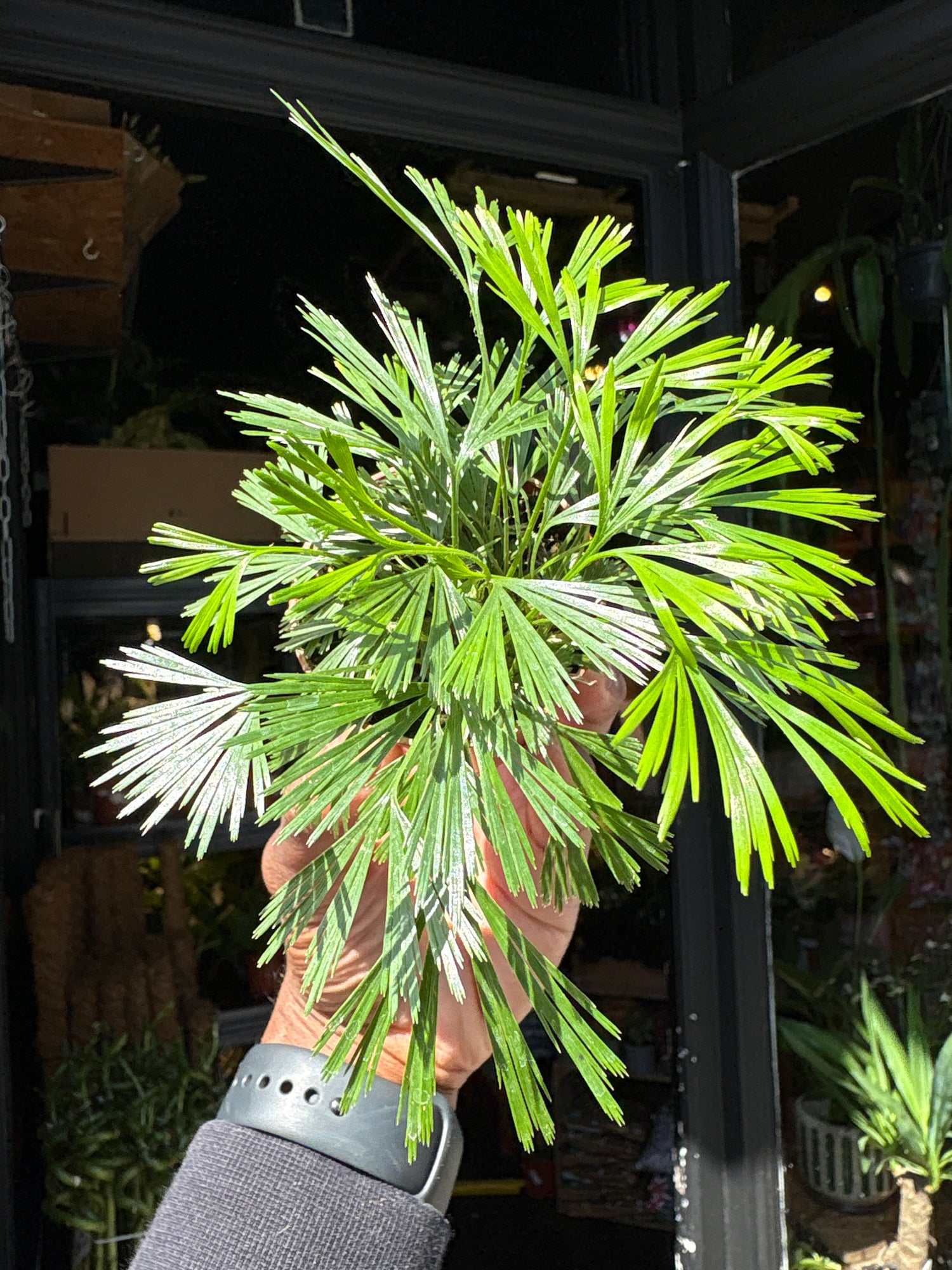 Actiniopteris australis fern in 5.5cm pot outside Urban Tropicana plant shop in Chiswick, London