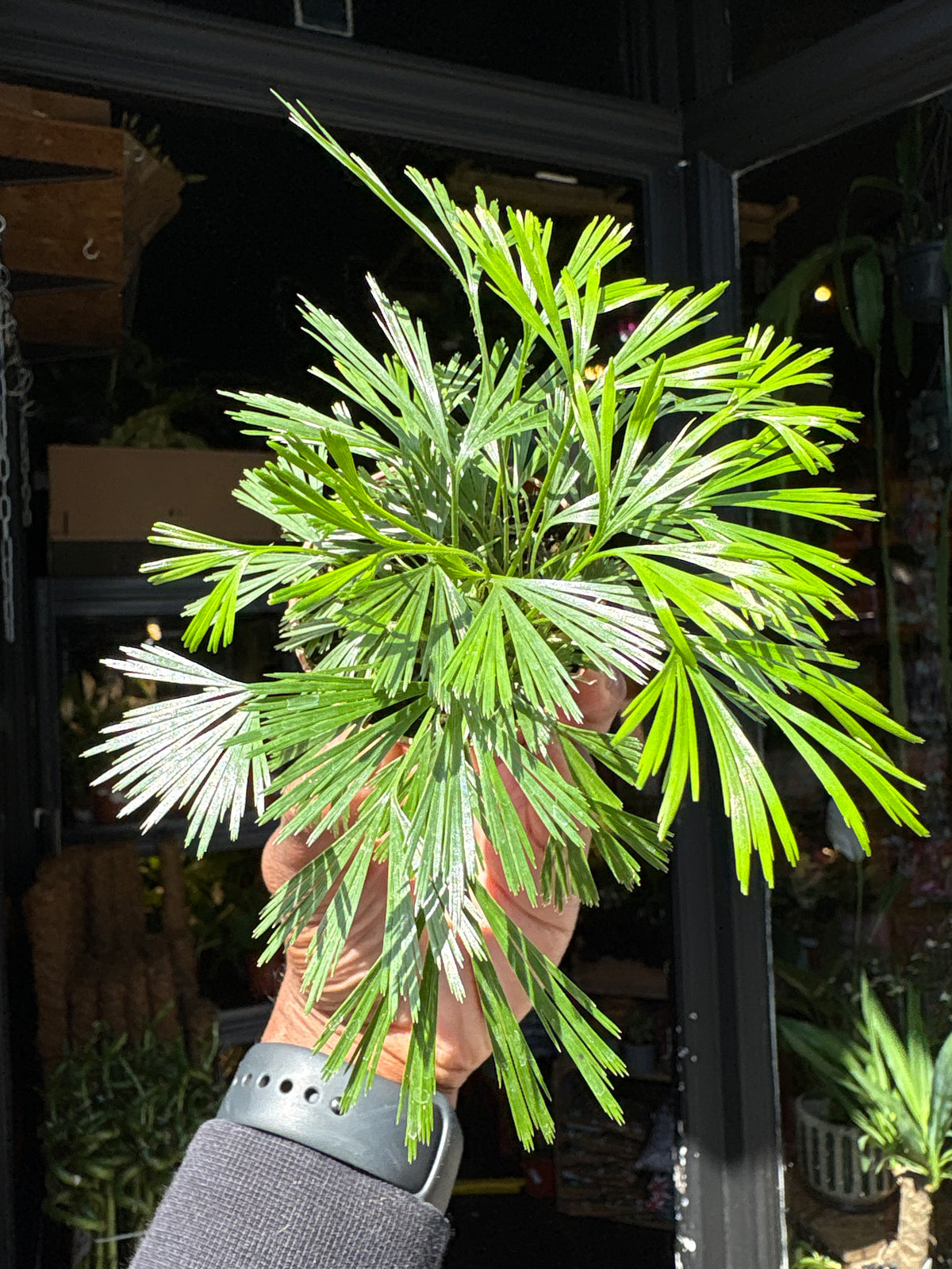 Actiniopteris australis fern in 5.5cm pot outside Urban Tropicana plant shop in Chiswick, London
